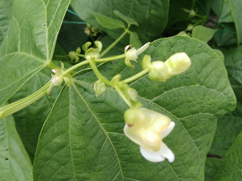 O feijoeiro pode ter flores de várias cores. O nosso tem flores branquinhas.